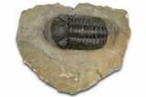 Phacopid (Morocops) Trilobite - Foum Zguid, Morocco #372433-3
